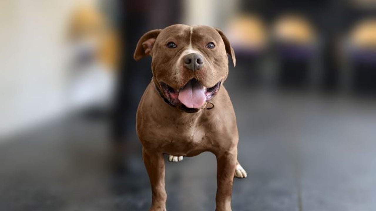 Un aeropuerto impide a un pasajero volar con su perro y el dueño lo manda en taxi a un refugio