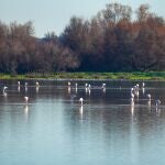 Flamencos en la Madre de las Marismas del Parque Natural de Doñana