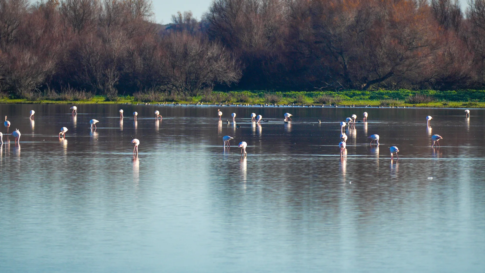 Flamencos en la Madre de las Marismas del Parque Natural de Doñana