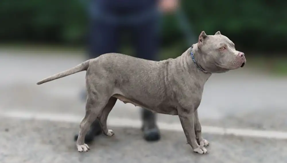 Los Bully XL son unos perros grandes y de cuerpos musculos
