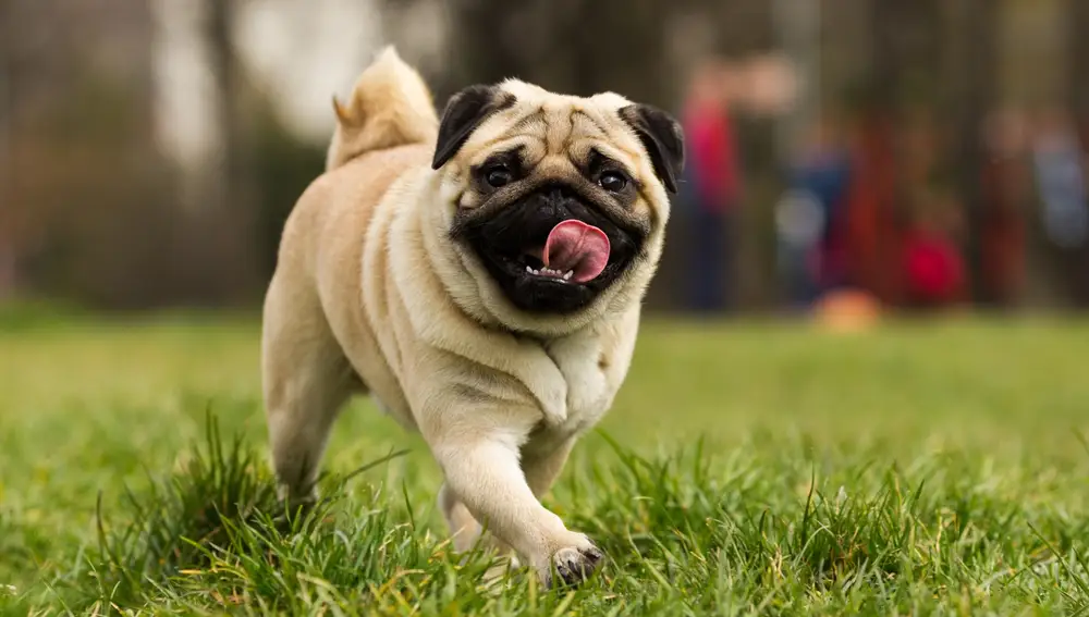 La esperanza de vida de los perros varía según la raza y factores físicos