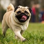 La esperanza de vida de los perros varía según la raza y factores físicos