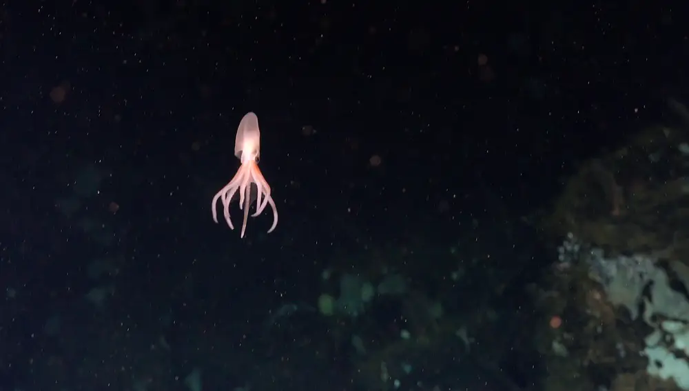 Ejemplar de Pulpo dorado, descubierto en Costa Rica