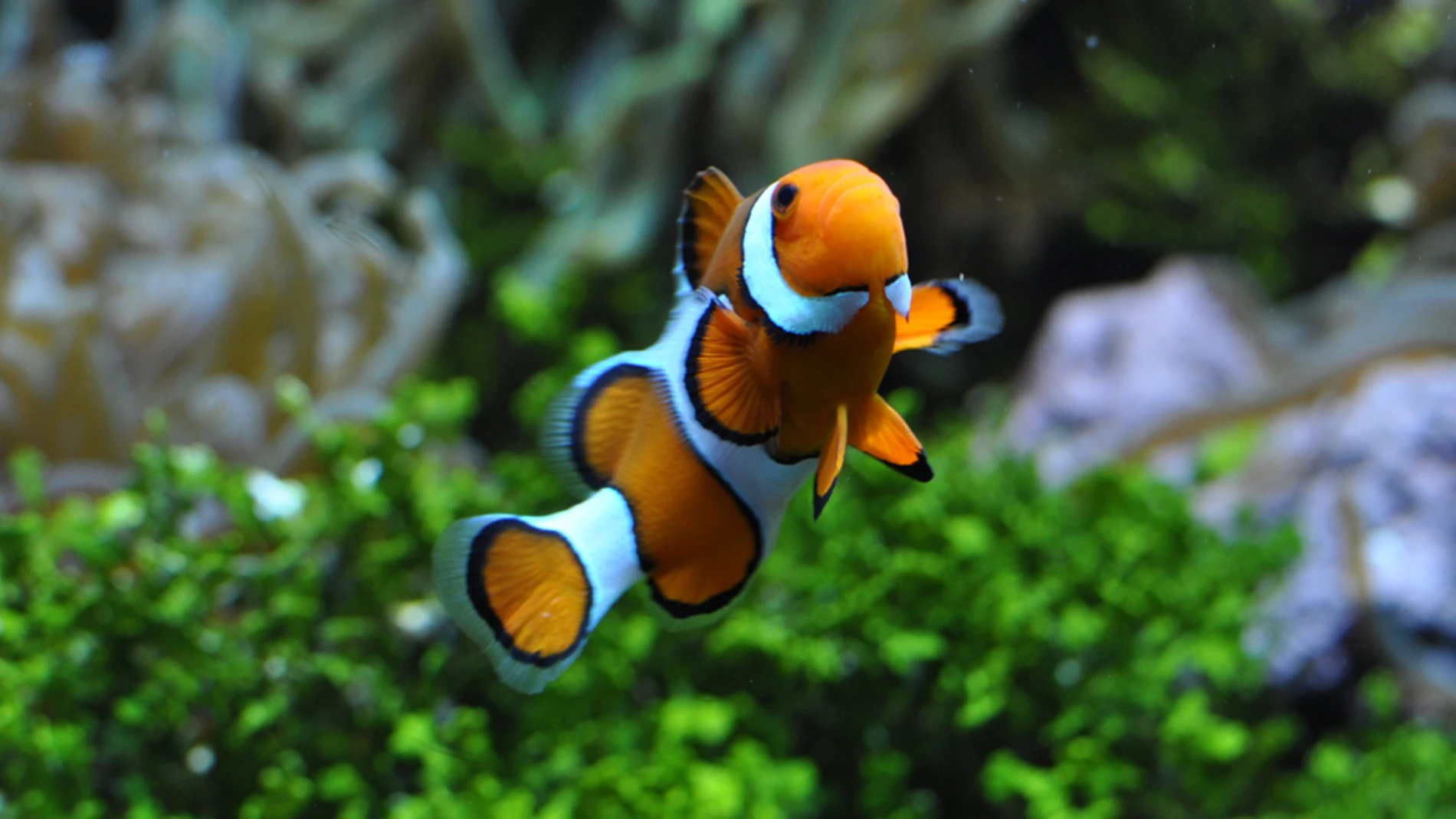 Un pez payaso de la especie Amphiprion Ocellaris nada en un acuario