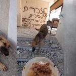 Soldado israelí rescata a un perro en Gaza y le da un nuevo hogar