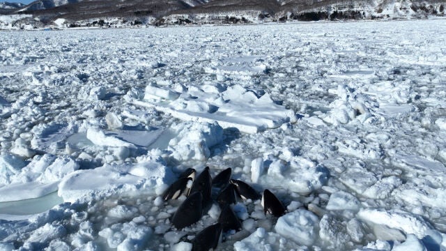 Un grupo de orcas queda atrapado en el hielo frente a la costa del norte de Japón