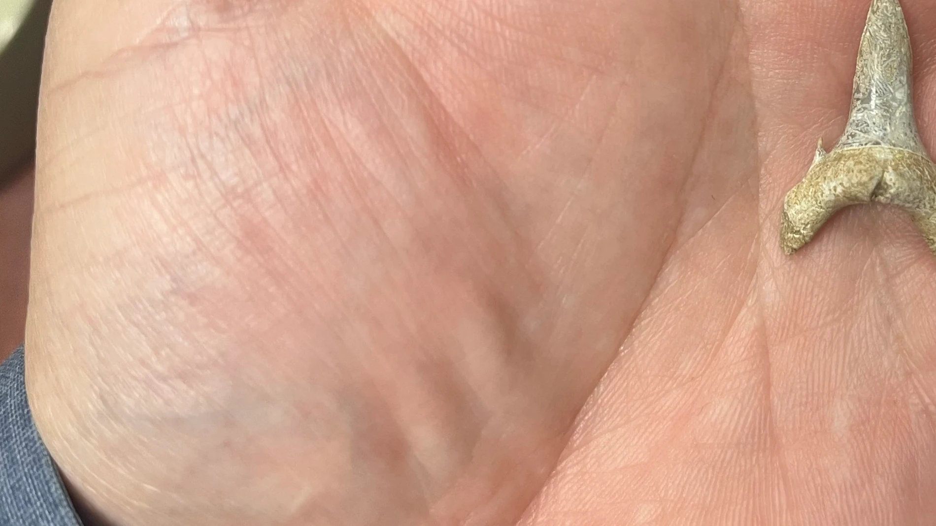 Diente de Palaeohypotodus bizzocoi