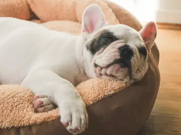 ¿Qué significa que tu perro rasque su cama? ¿Qué significa que tu perro rasque su cama?