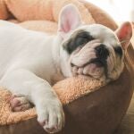 ¿Qué significa que tu perro rasque su cama?