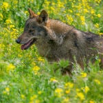 Los lobos mutantes de Chernóbil pueden haber desarrollado resistencia al cáncer