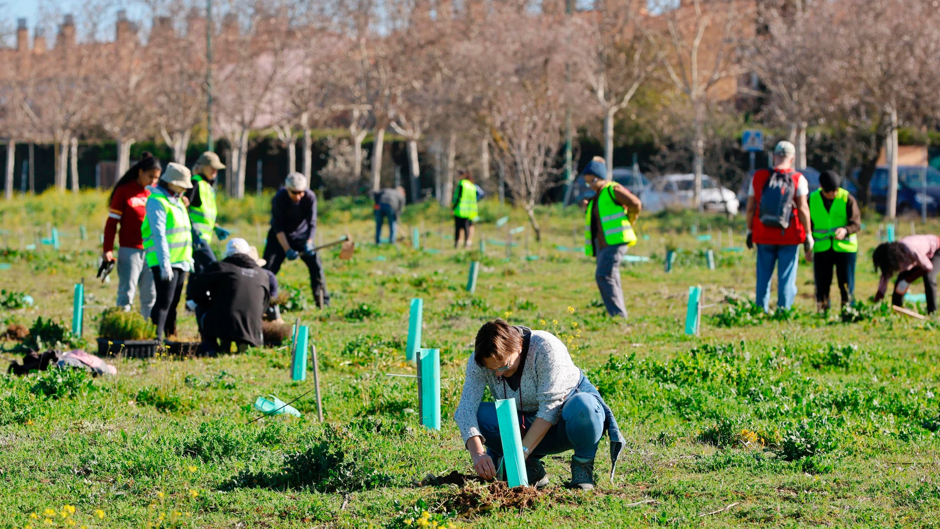 Repoblación de 5.500 árboles en Valladolid