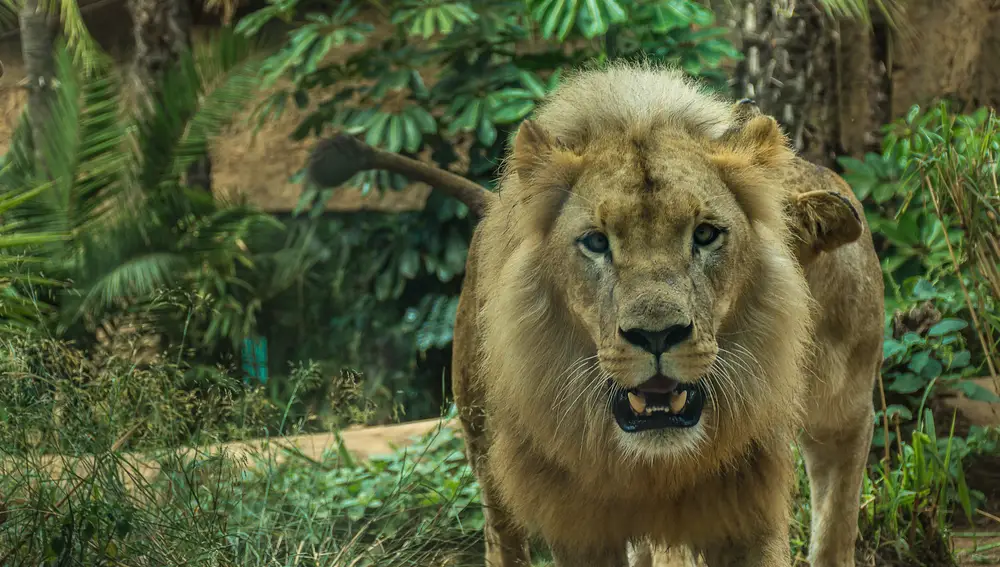 León