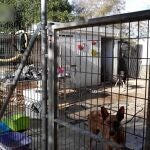 Algunos de los animales encontrados en el refugio con signos de desnutrición y en malas condiciones higiénico-sanitarias 