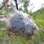 La plaga de las orugas procesionarias ataca en distintas localidades de la región