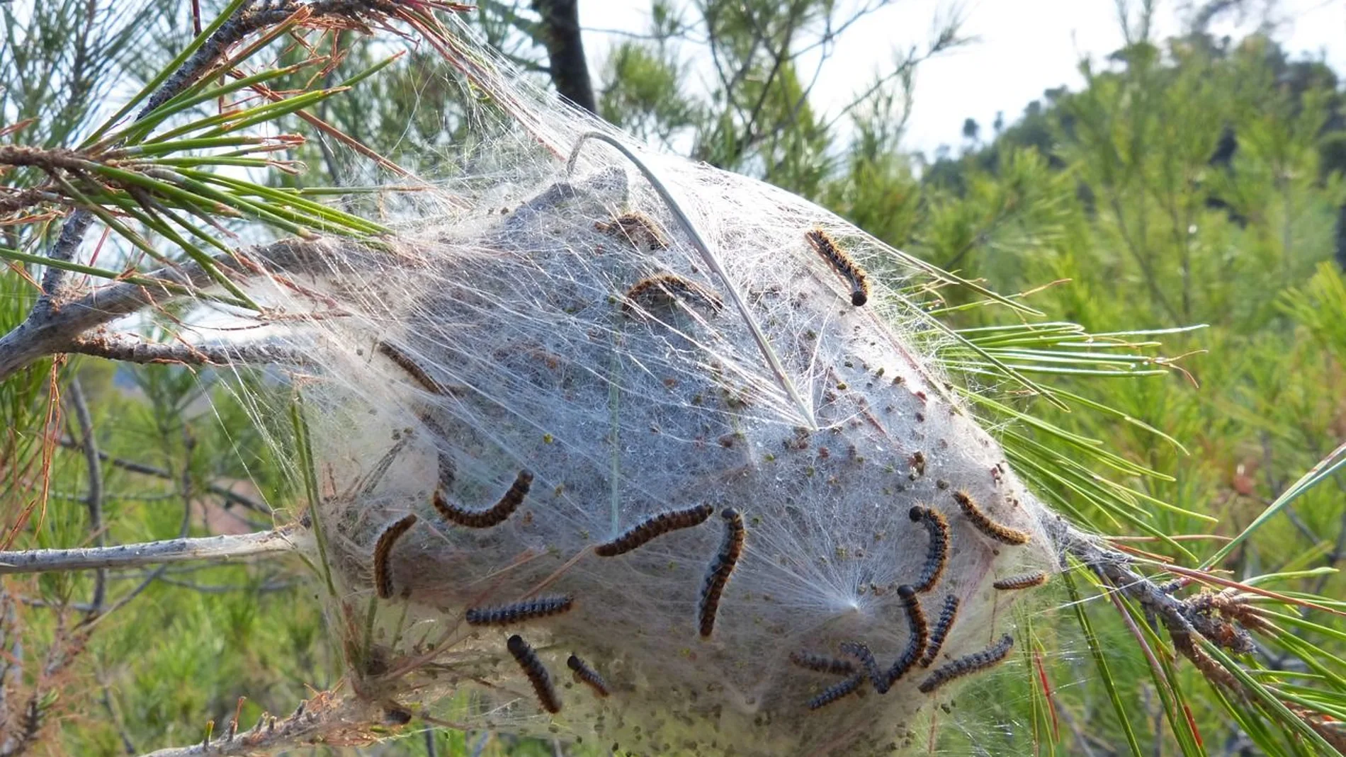 La plaga de las orugas procesionarias ataca en distintas localidades de la región