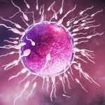 Óvulo y espermatozoides