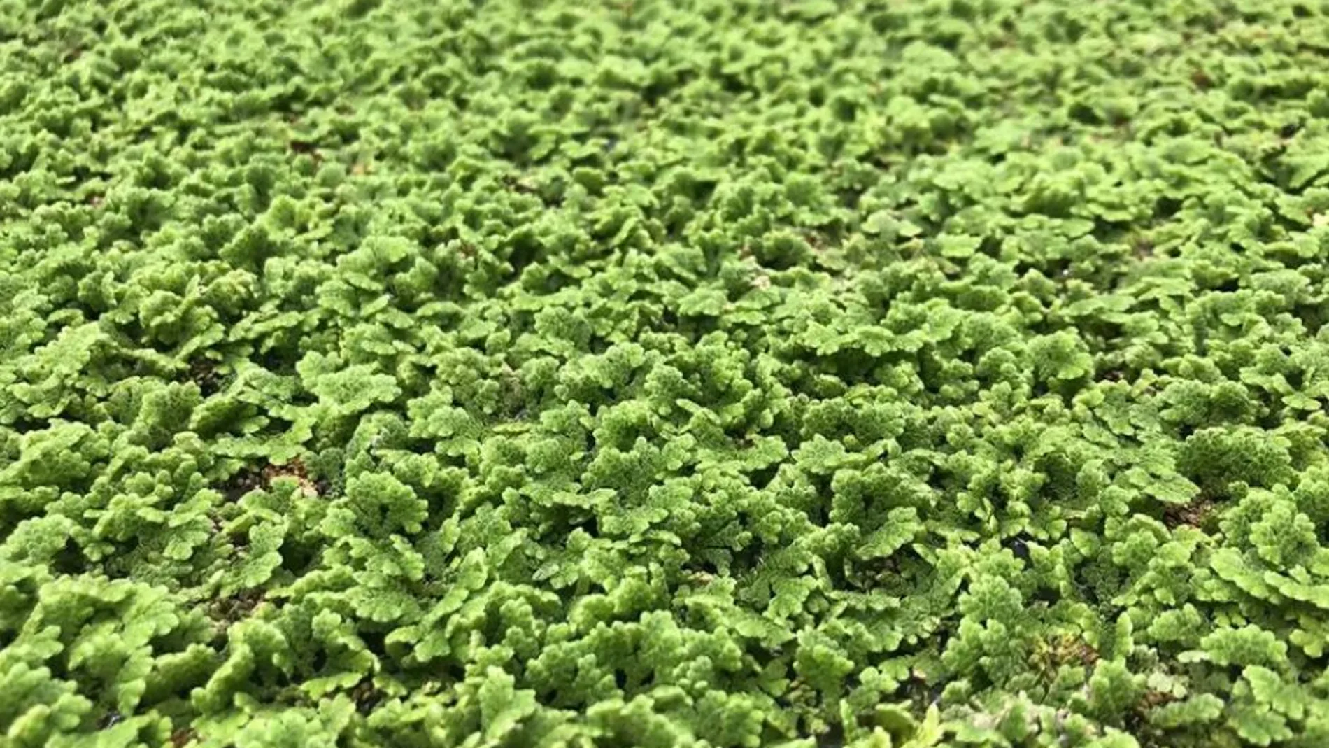Azolla