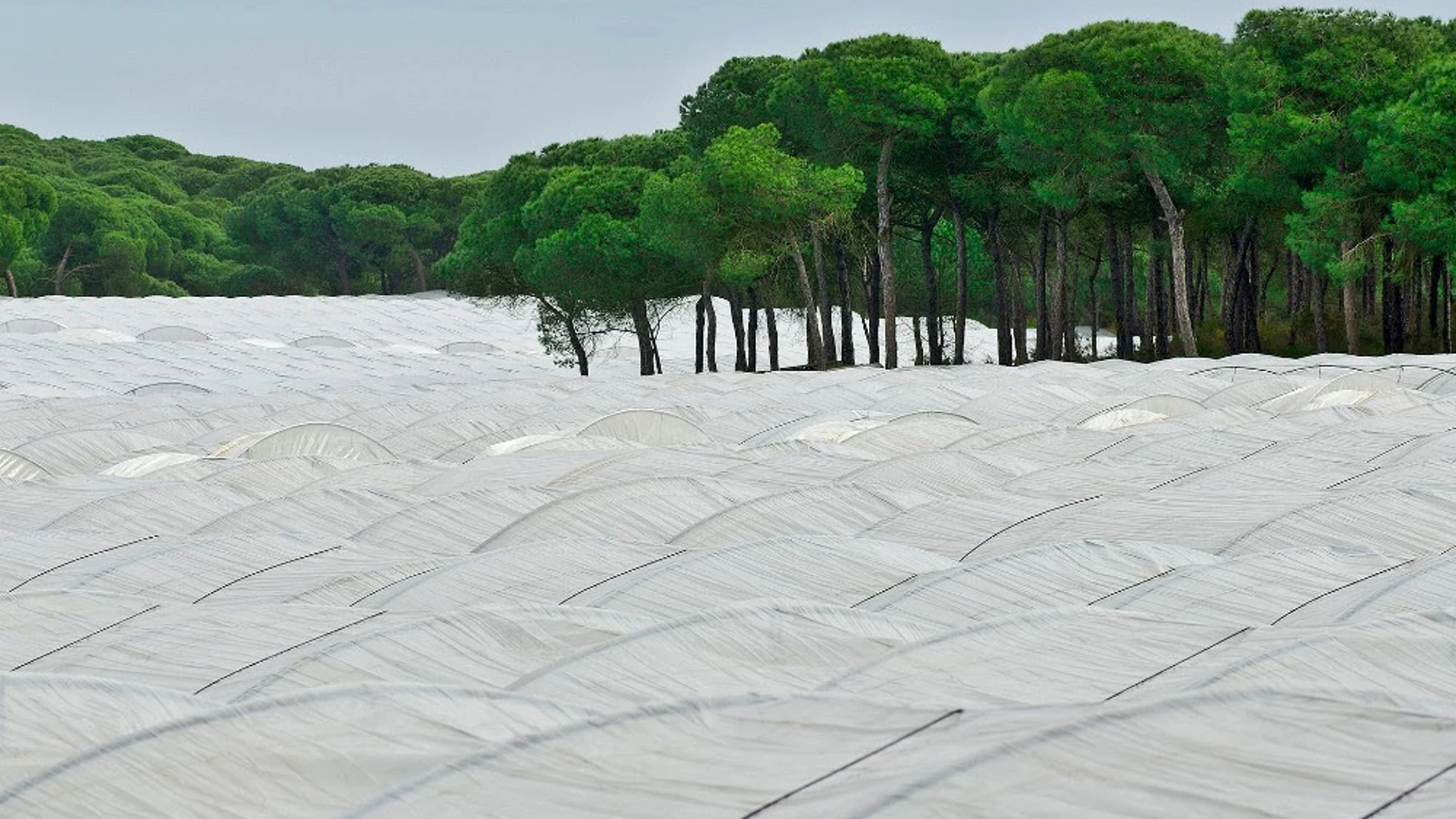 Imagen de cultivos.WWF21/02/2024