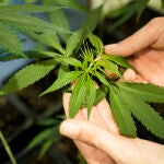 Germany Cannabis