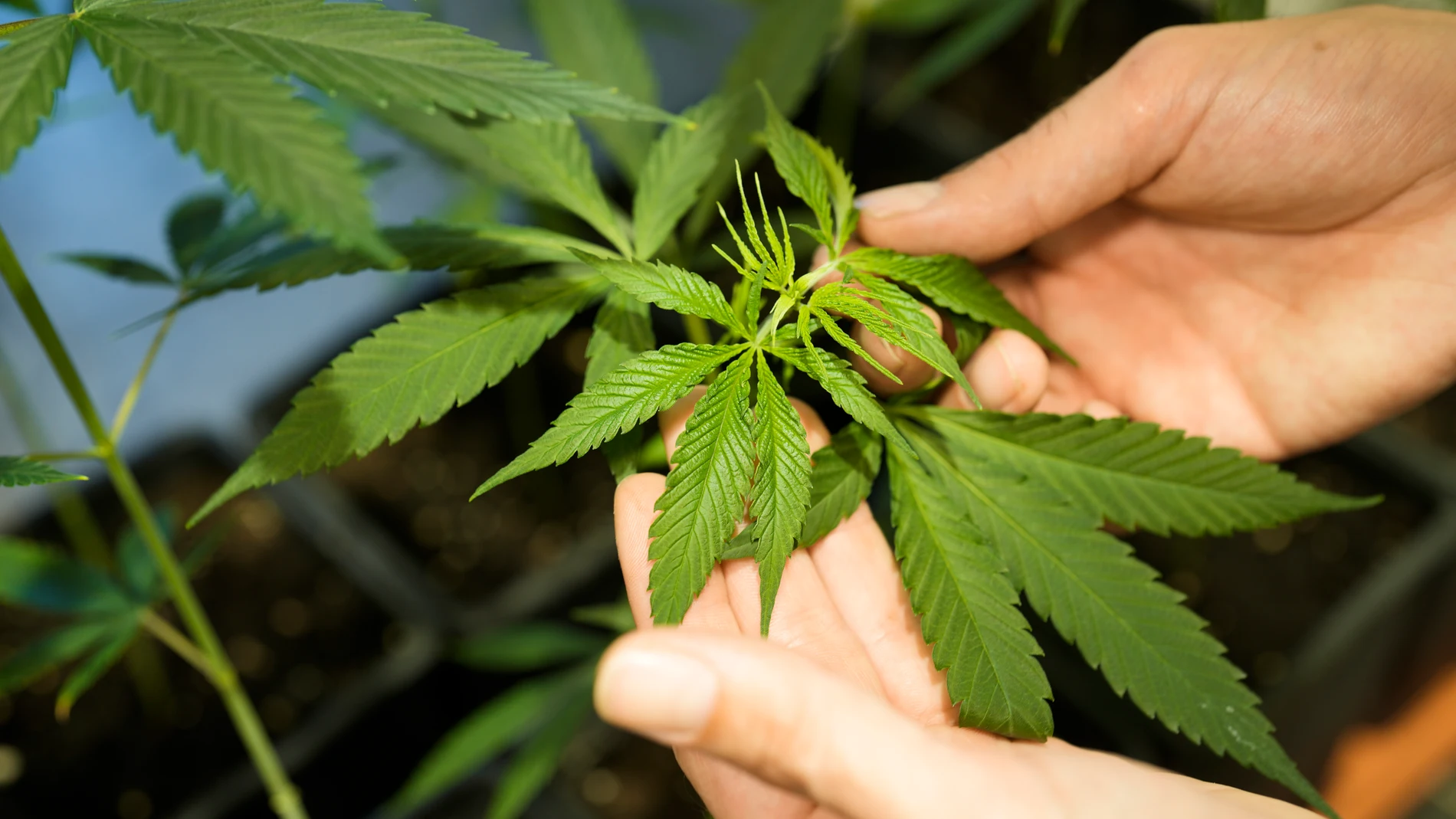 FILE - An employee shows a growing cannabis or hemp plant in a box at the Cannabis Museum in Berlin, Germany, Tuesday, Aug. 15, 2023. German lawmakers are expected to vote Friday, Feb. 23, 2024, on a government plan to liberalize rules on cannabis, which would decriminalize limited amounts of the substance and allow members of “cannabis clubs” to buy it for recreational purposes.(AP Photo/Markus Schreiber, File)