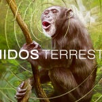 "Sonidos Terrestres", una forma de escuchar a nuestro planeta