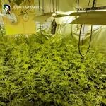 Hallan una plantación de marihuana en un piso okupado propiedad de la Junta