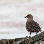Skua marrón en la Antártida