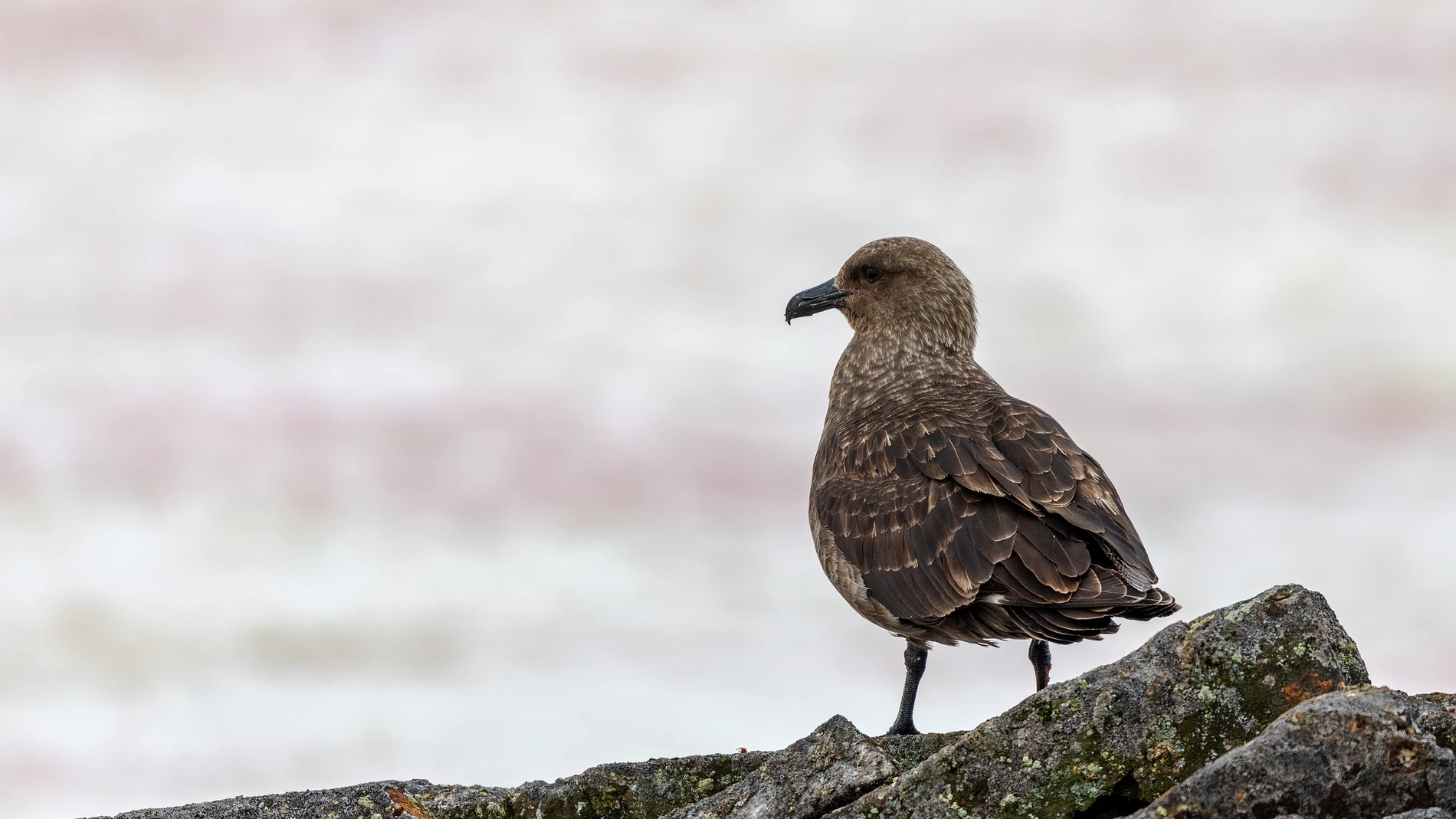 Skua marrón en la Antártida