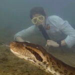 Anaconda de 8 metros y 500kg en el Amazonas
