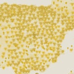 En este 'Google Maps' de la historia de España puedes ver qué personajes históricos nacieron en tu ciudad.