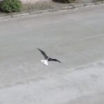 Expertos aeronáuticos chinos presentan un tipo de avión que imita el vuelo de las aves