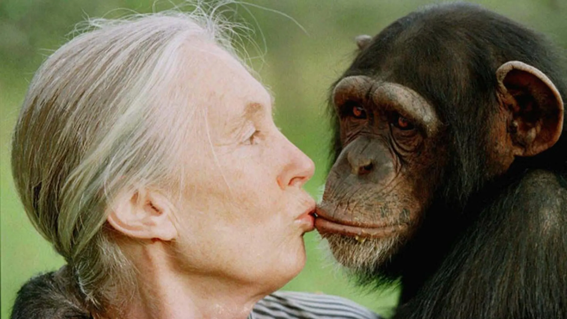 Jane Goodall besa a Tess, una hembra chimpancé, en 1997, en Nairobi