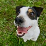 Fotografía de un perro de raza jack russel 