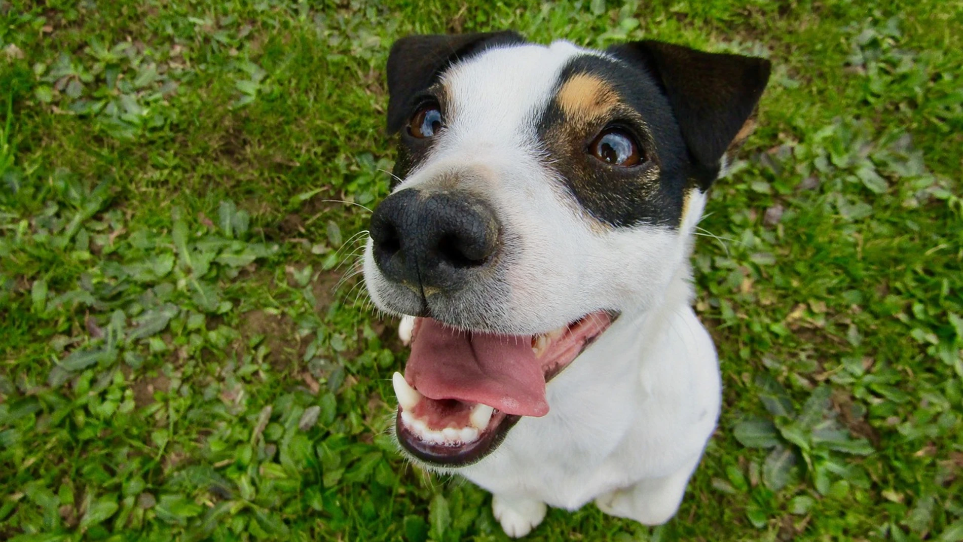 Fotografía de un perro de raza jack russel