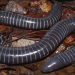 Endémico de América del sur, este gusano puede alcanzar los 40 cm. 