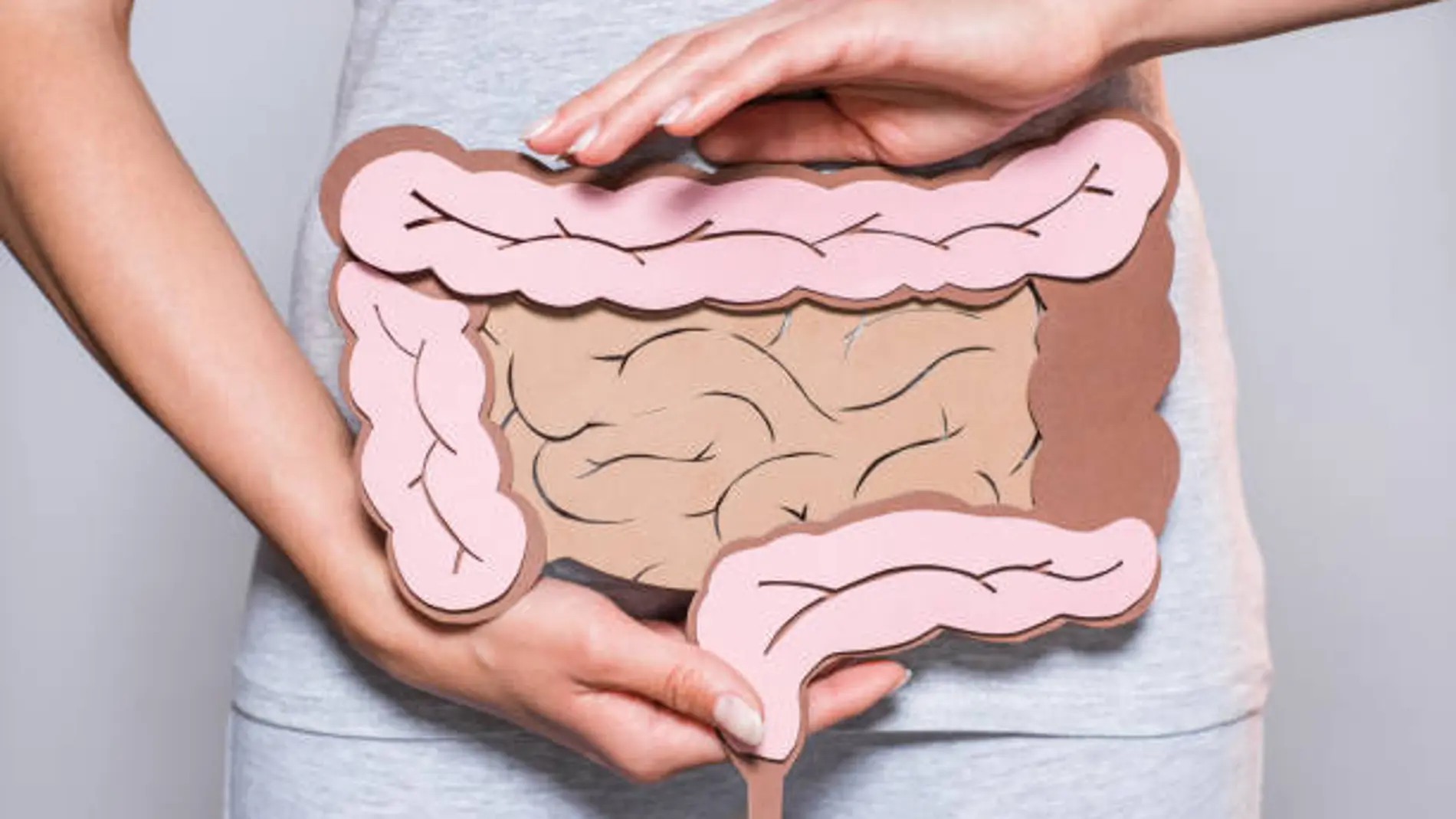 Ilustración de los intestinos