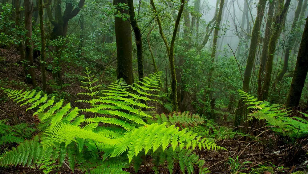 Parque Nacional de Garajonay