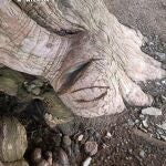 Cortes realizados con una sierra en el tejo milenario de San Cristóbal de Valdueza