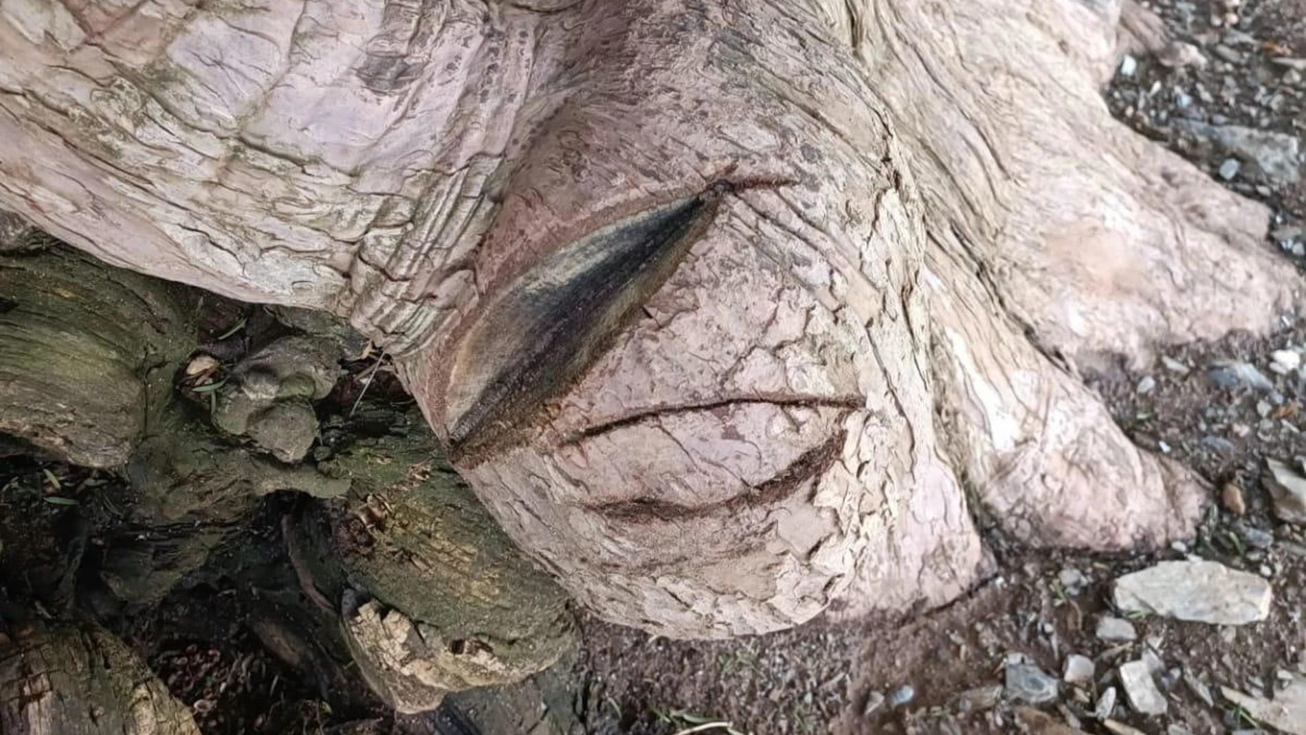 Cortes realizados con una sierra en el tejo milenario de San Cristóbal de Valdueza