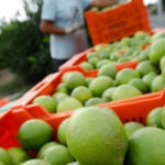 Las exportaciones agroalimentarias en la Región alcanzan los 6.776 millones en 2023