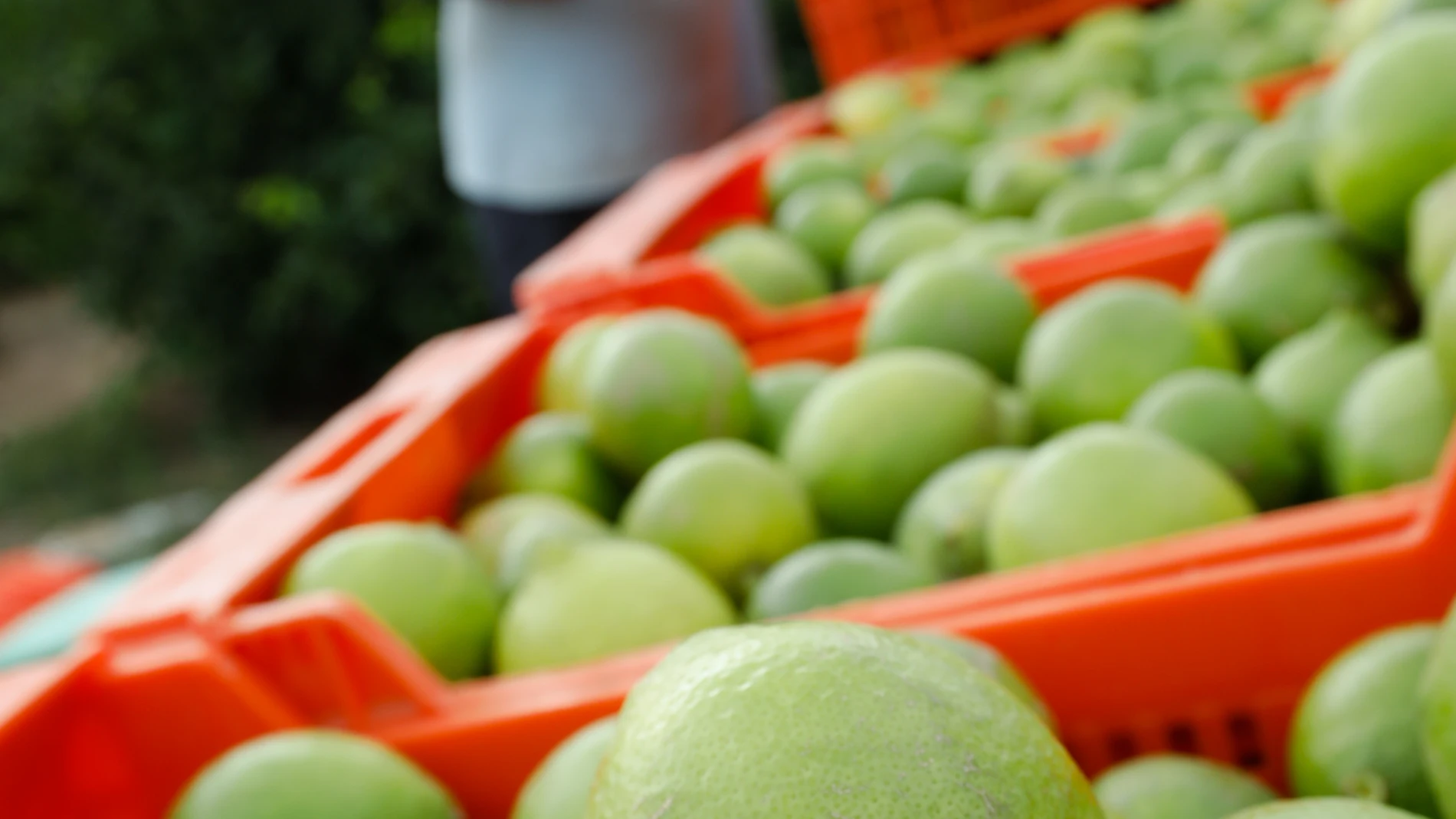 Las exportaciones agroalimentarias en la Región alcanzan los 6.776 millones en 2023
