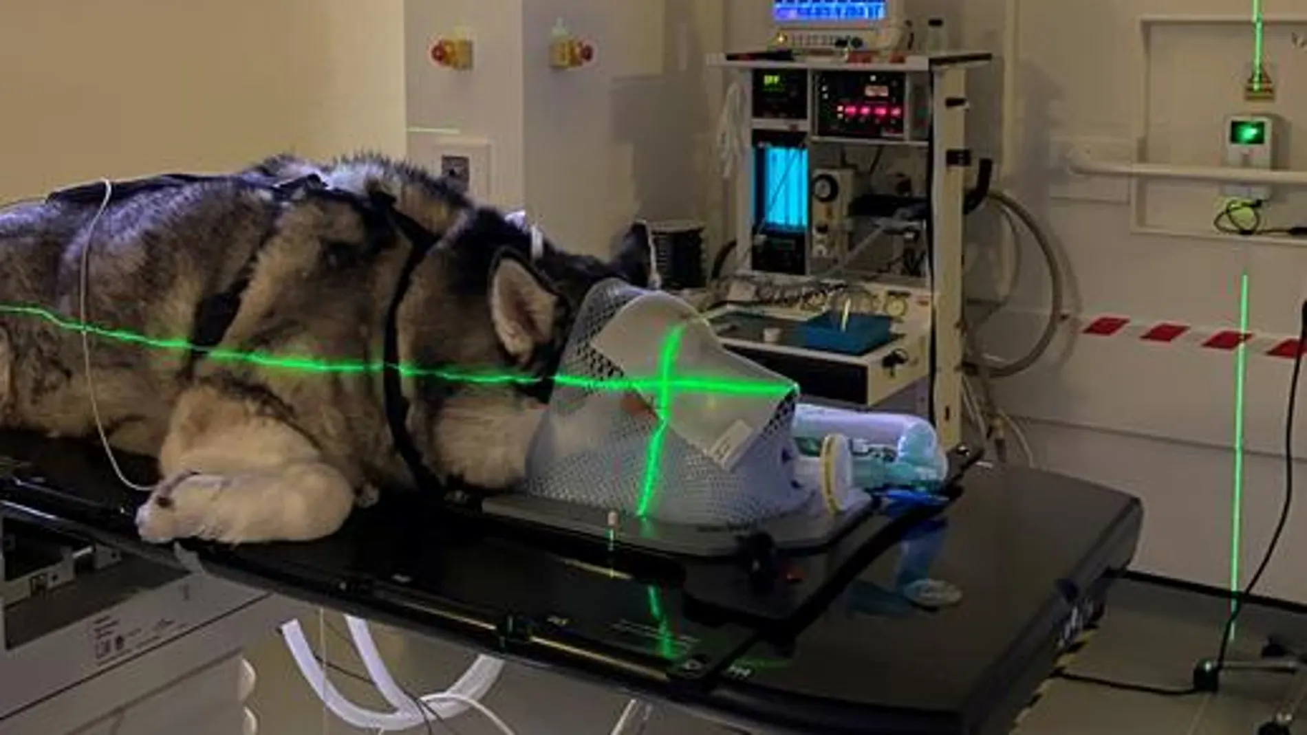 Luna, una Husky de 10 años, sometida a radioterapia por un tumor nasal.