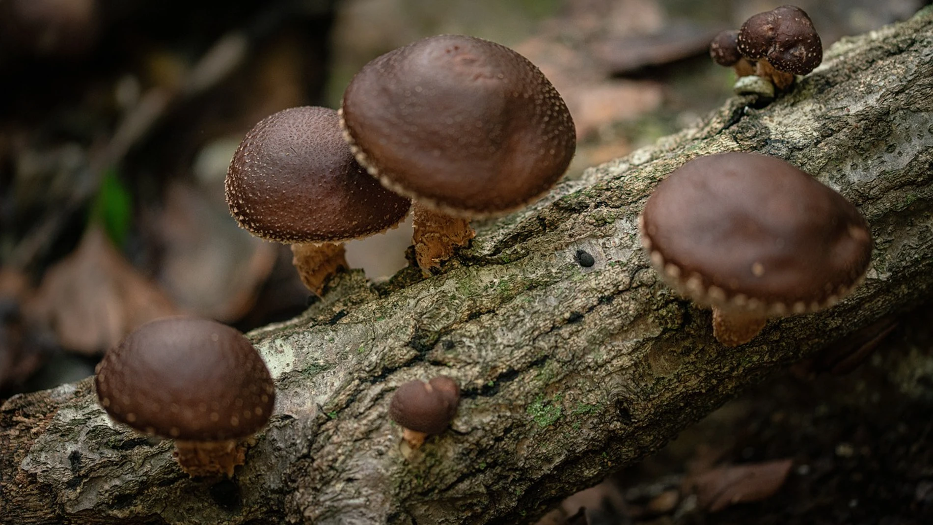 Shiitake