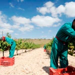 Vendimia en Bodegas Luzón, una empresa que orienta su estrategia a la gestión más eficiente y sostenible
