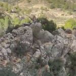 Las cabras hispánicas de Els Ports se mudan a la Serranía