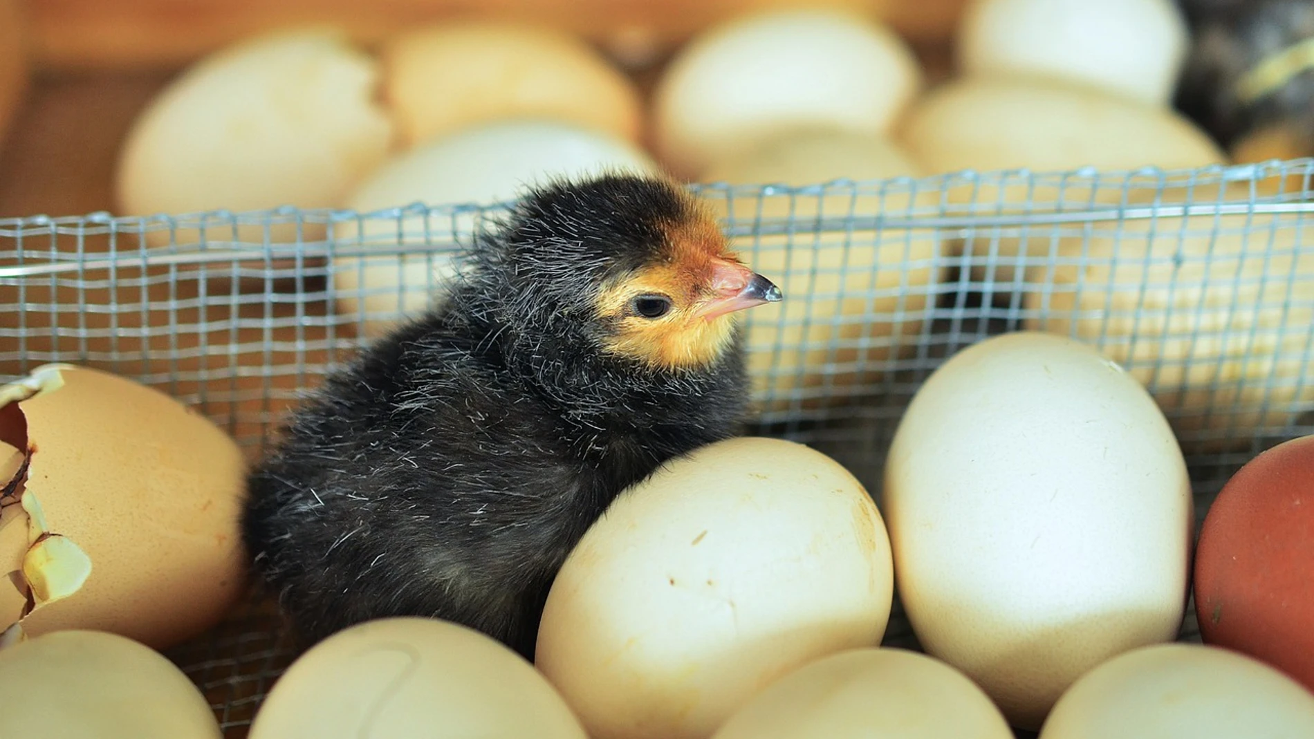 Huevos o gallinas