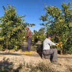 Agricultura.- Los precios de la naranja bajan un 18% para agricultores pero suben un 15% para consumidores, según un estudio de AVA