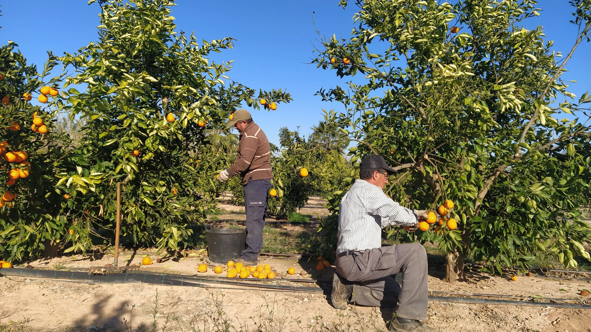 Cultivos de naranja AVA-ASAJA 03/04/2024