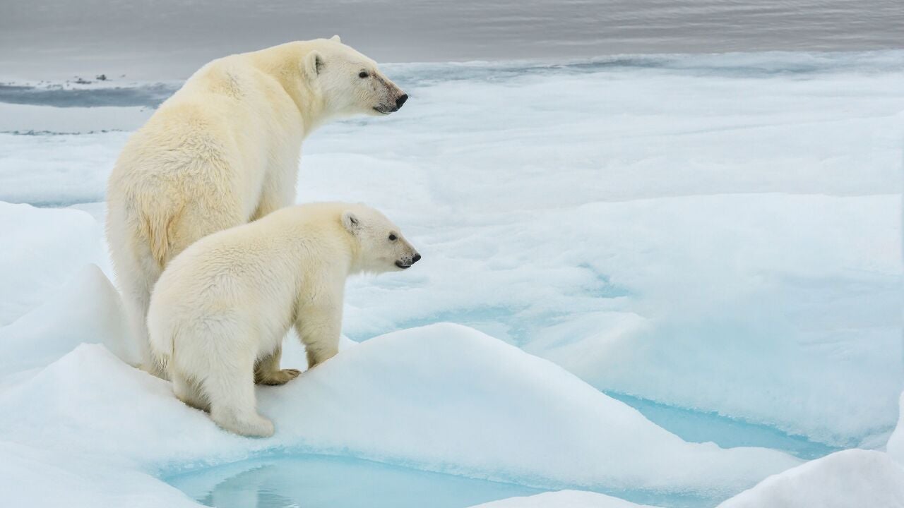 El aumento de peso de los osos polares desconcierta a la comunidad científica