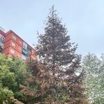 El abeto italiano que compró por 10.000 euros un edil de Vox se seca en un jardín de Valencia
